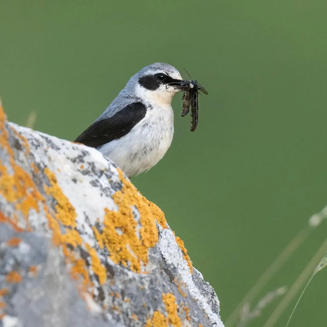 Oiseaux montagne sortie naturaliste observation chants d'oiseaux accompagnatrice