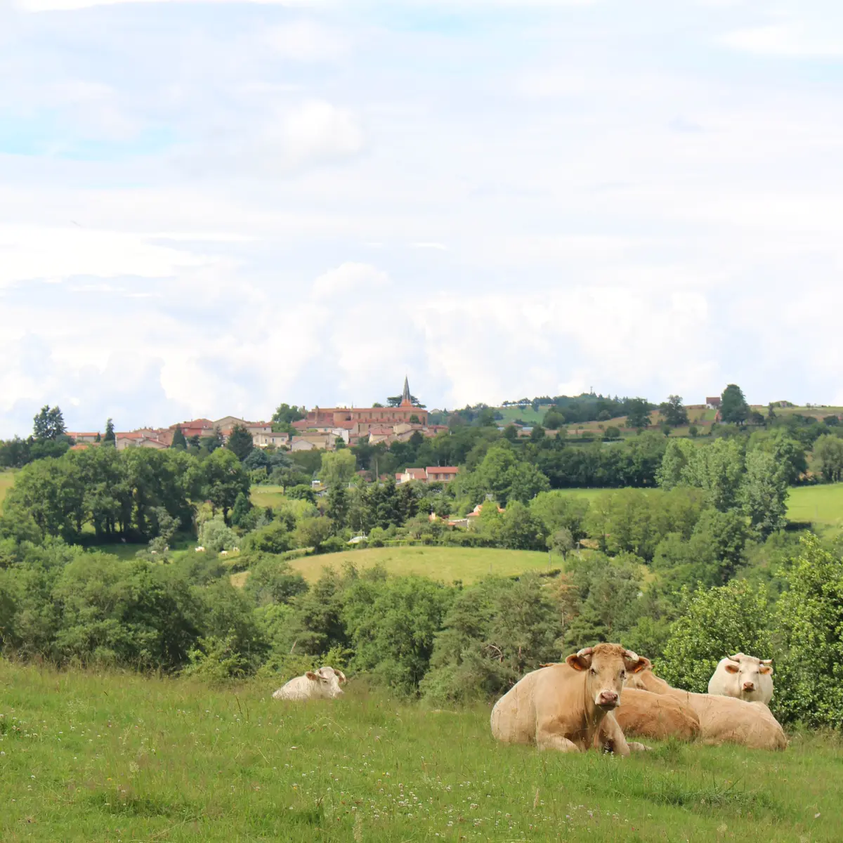 Vue panoramique sur les prairies