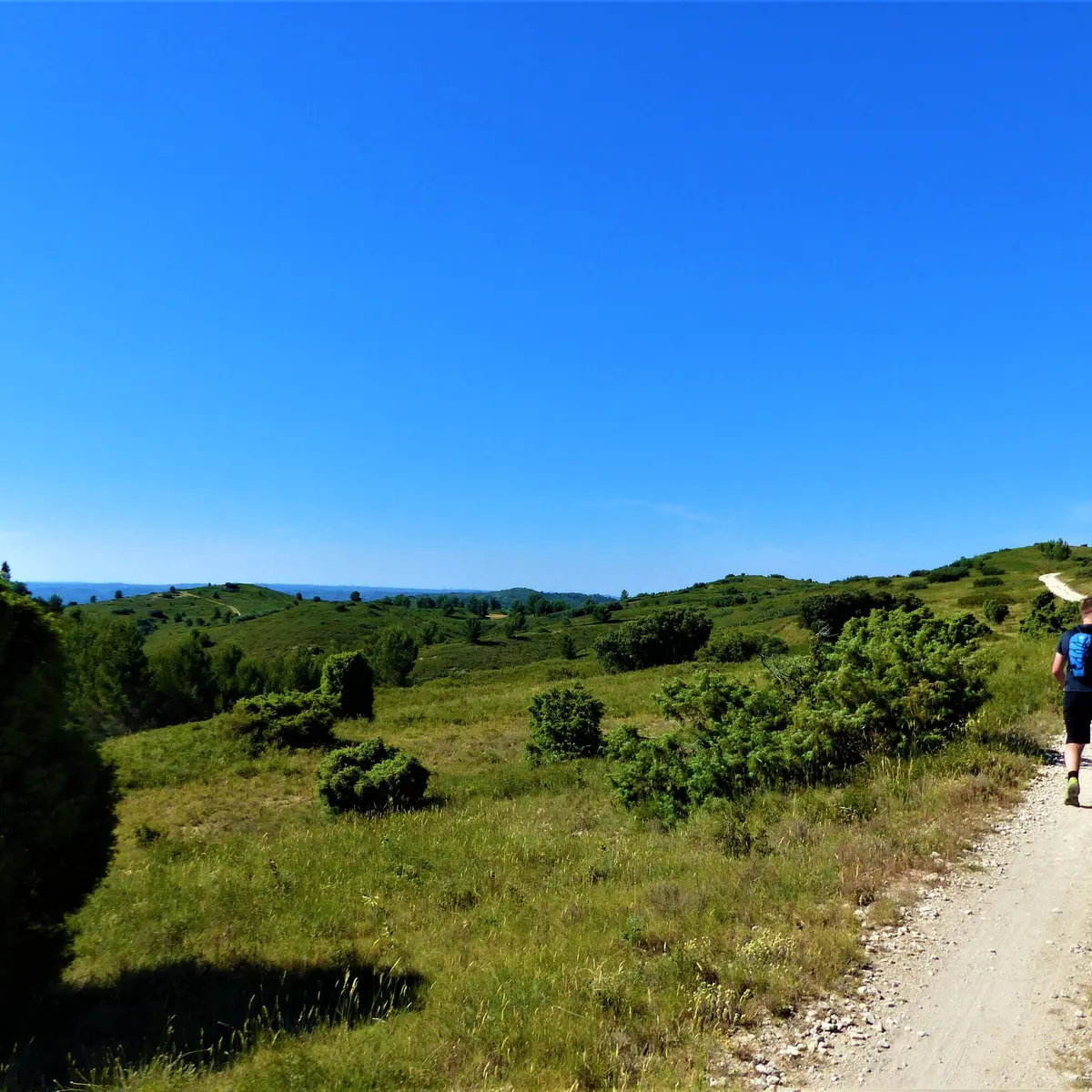 Paysage de la Montagnette