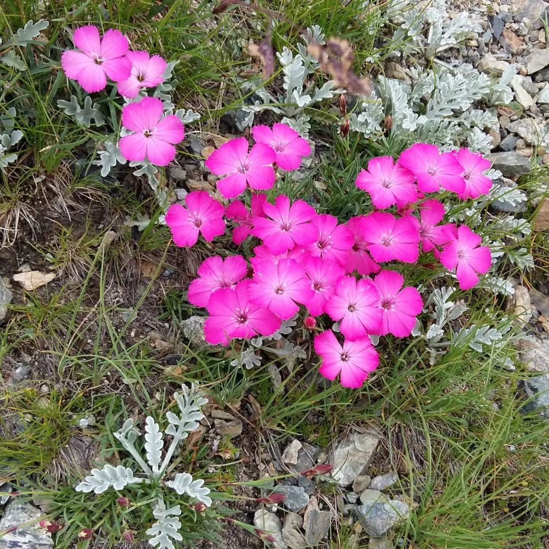Flore alpine