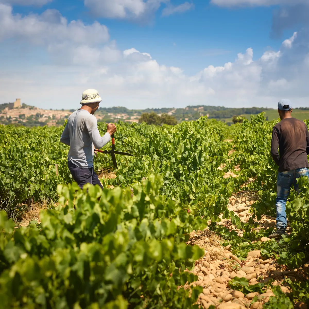 Château Gigognan - Domaine viticole