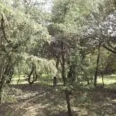 The claw Health path