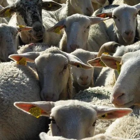 GAEC Des Valentins_Châteauroux-les-Alpes