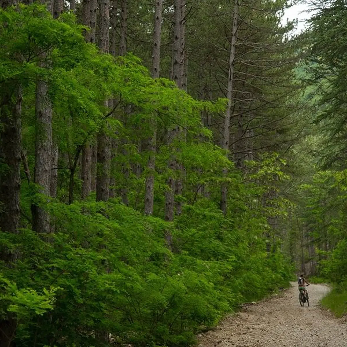 Ambiance forestière