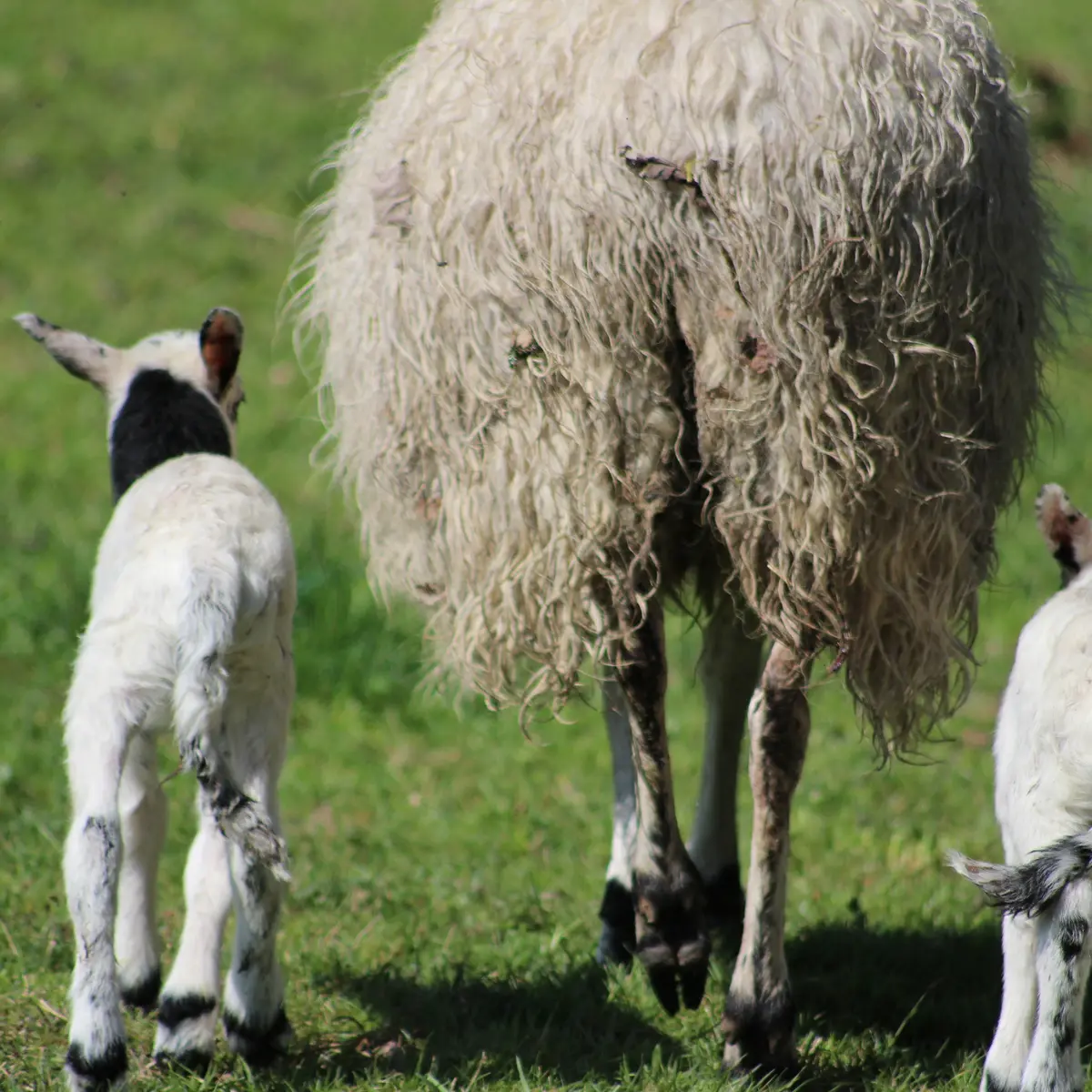 Les ovins en balade