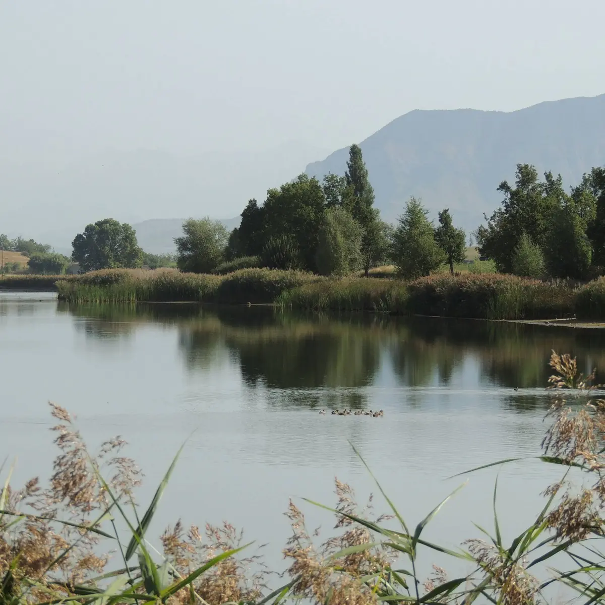 Le lac de Mison, espace naturel sensible