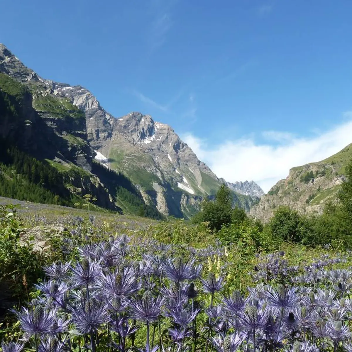 Reines des alpes dans la réserve biologique des Deslioures