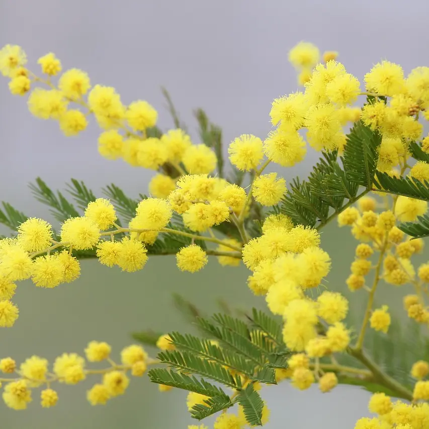 mimosa