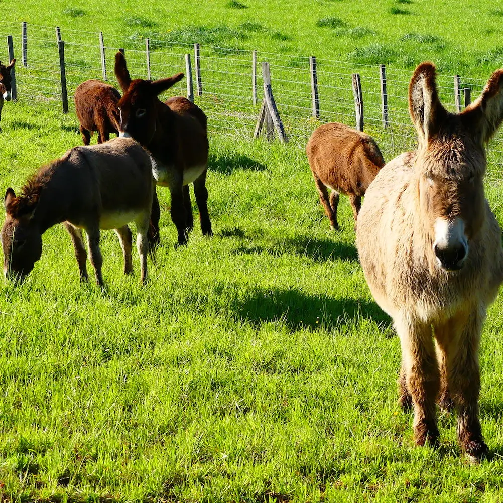 St Vincent Lespinasse