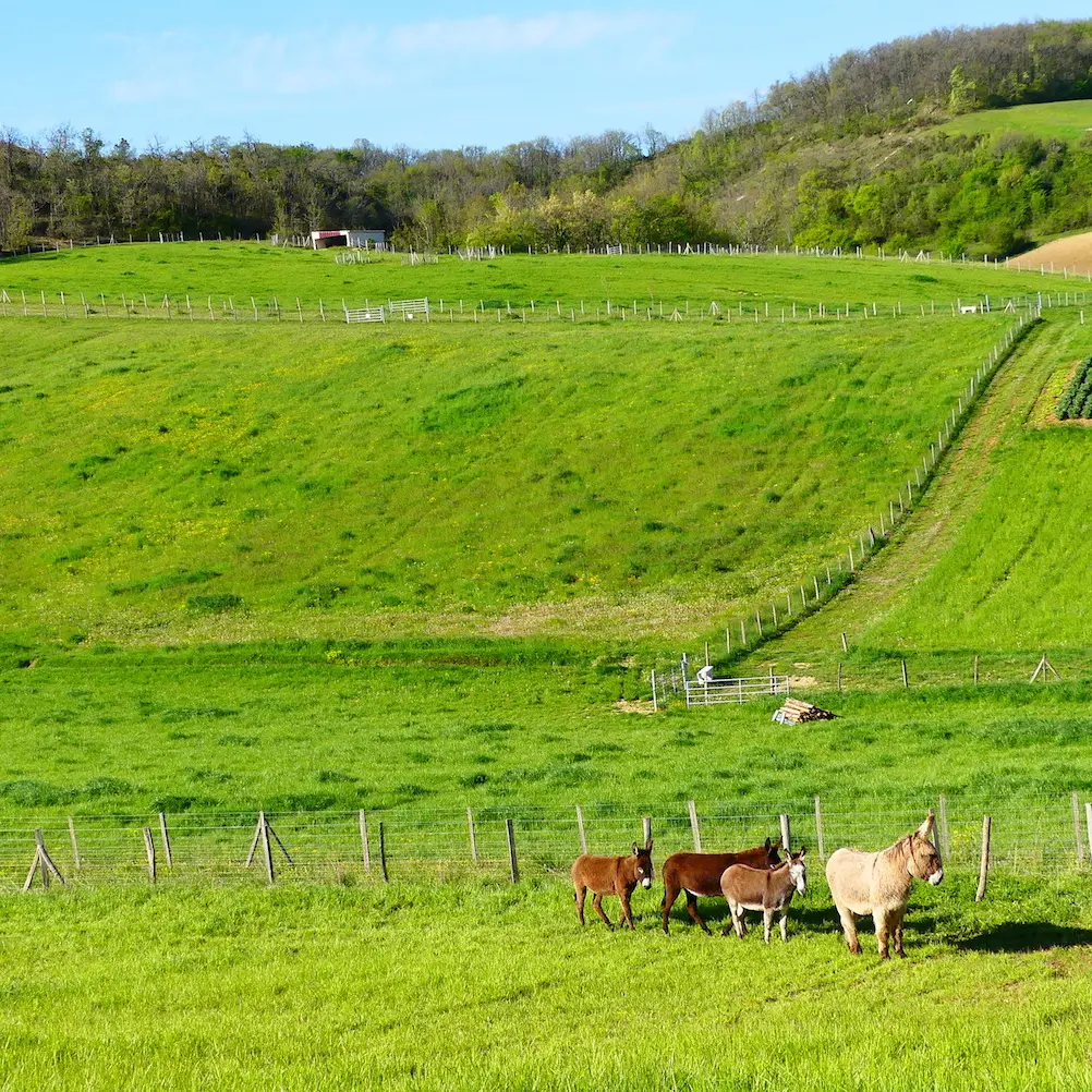 St Vincent Lespinasse