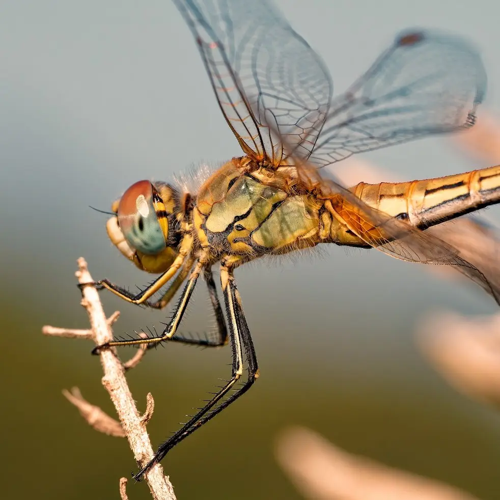 Gros plan sur une libellule jaune posée sur une brindille au-dessus de l'eau