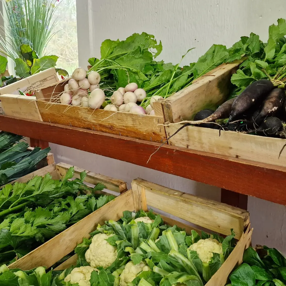 Etal de légumes