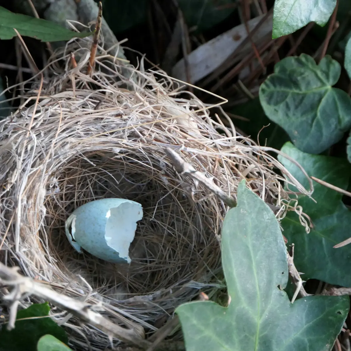 Activité enfants « Sur les traces des animaux en hiver »_Rayol-Canadel Sur Mer