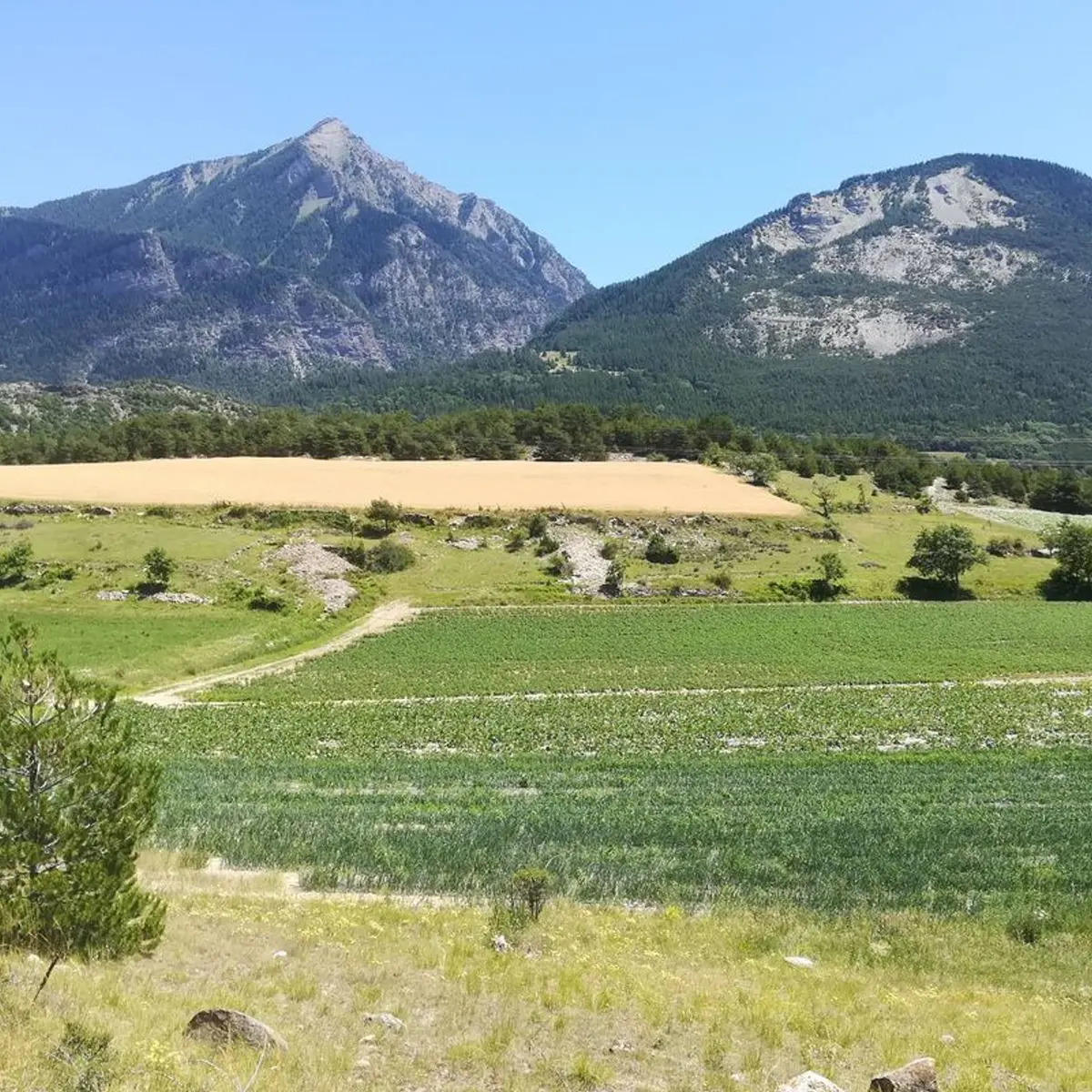 Chemin de la Durance à travers les champs
