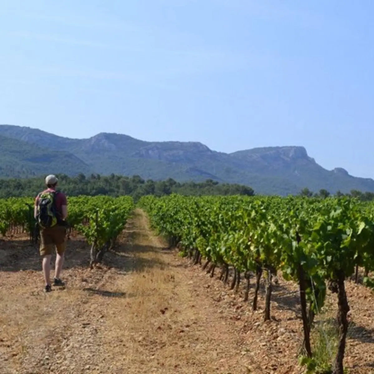 Le sentier entre les vignes au début de l'itinéraire