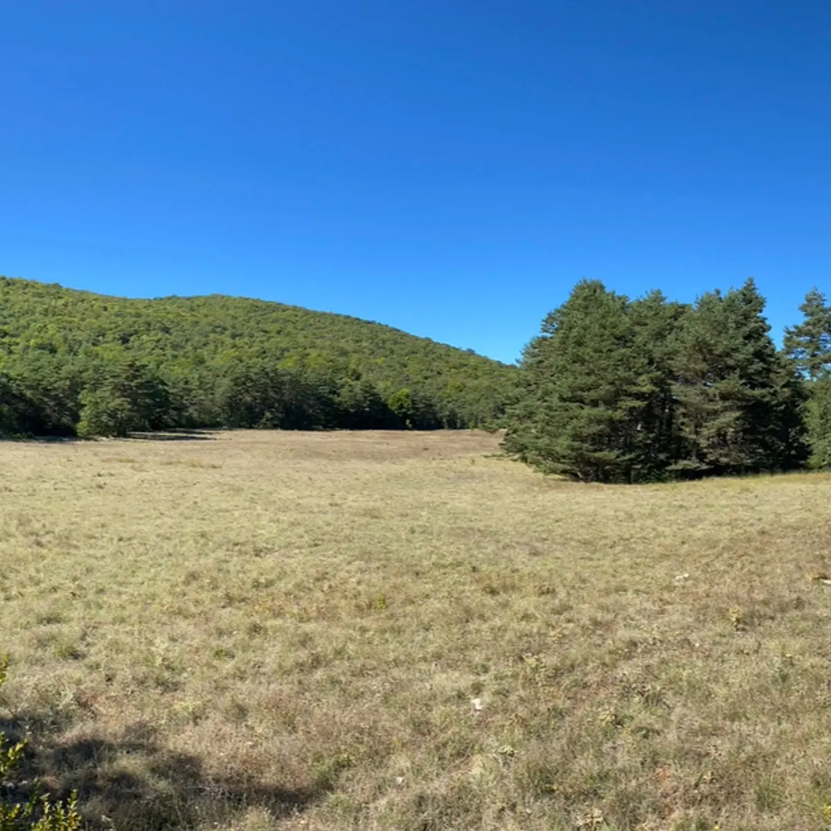 Vue sur une doline entourée de végétation