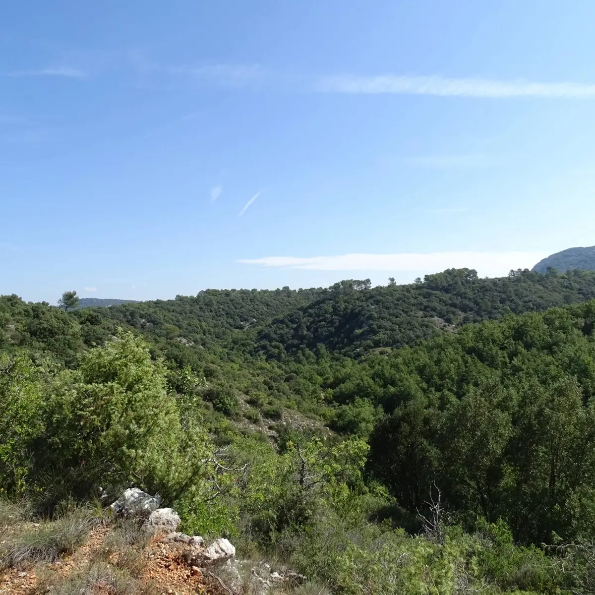 Panorama sur les collines et la végétation verdoyante