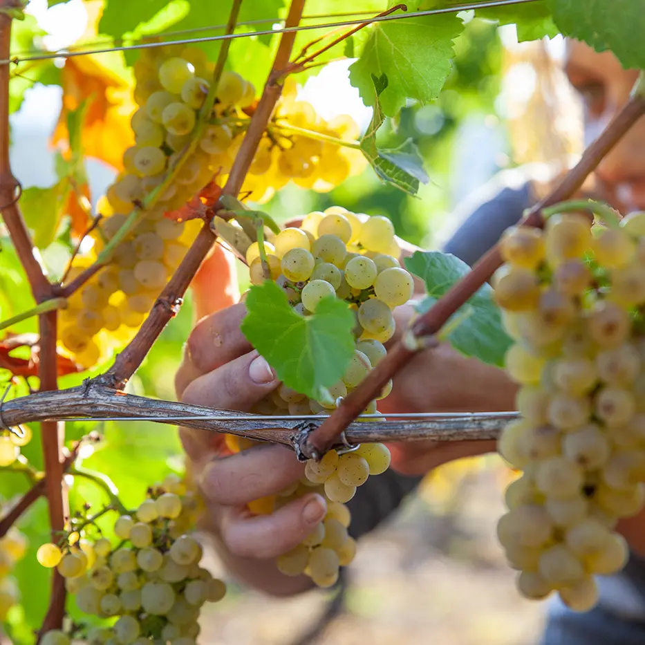 Grappes de raisin sur cep de vigne