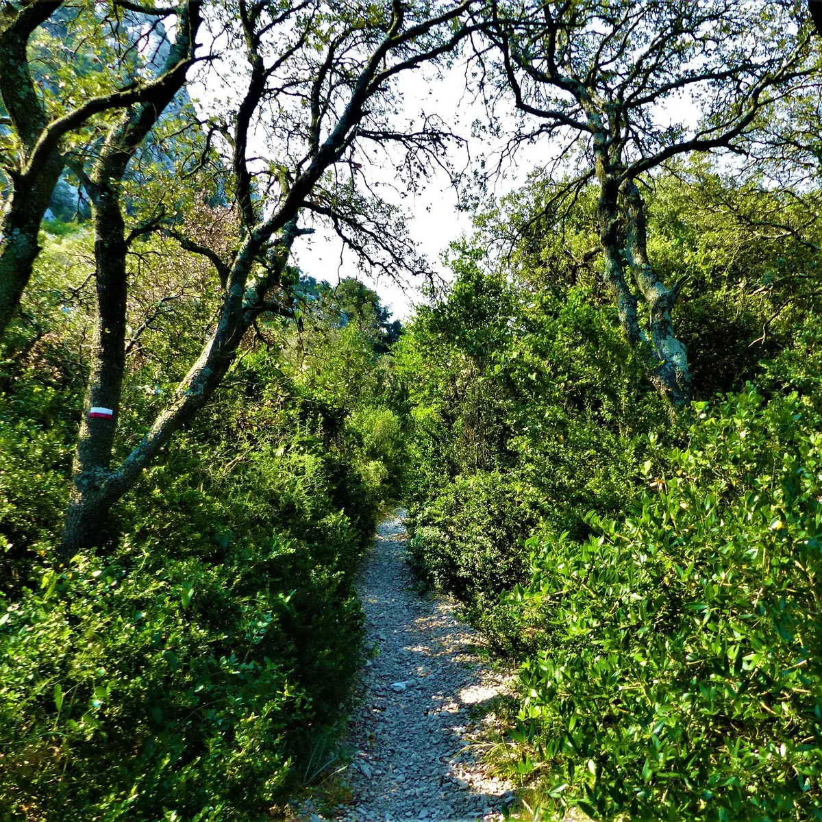 À l'ombre des chênes verts et des buis