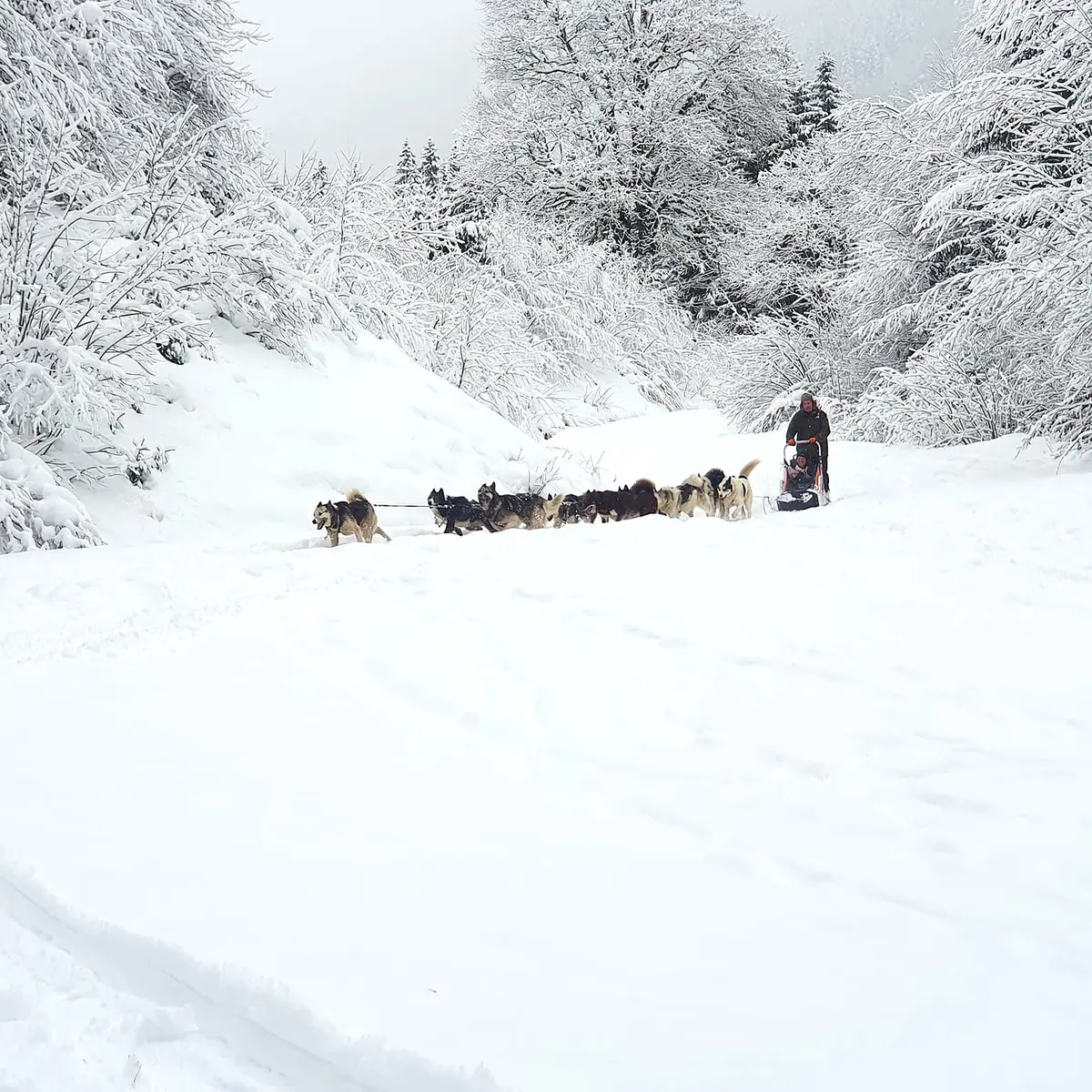 Baptême en traineau
