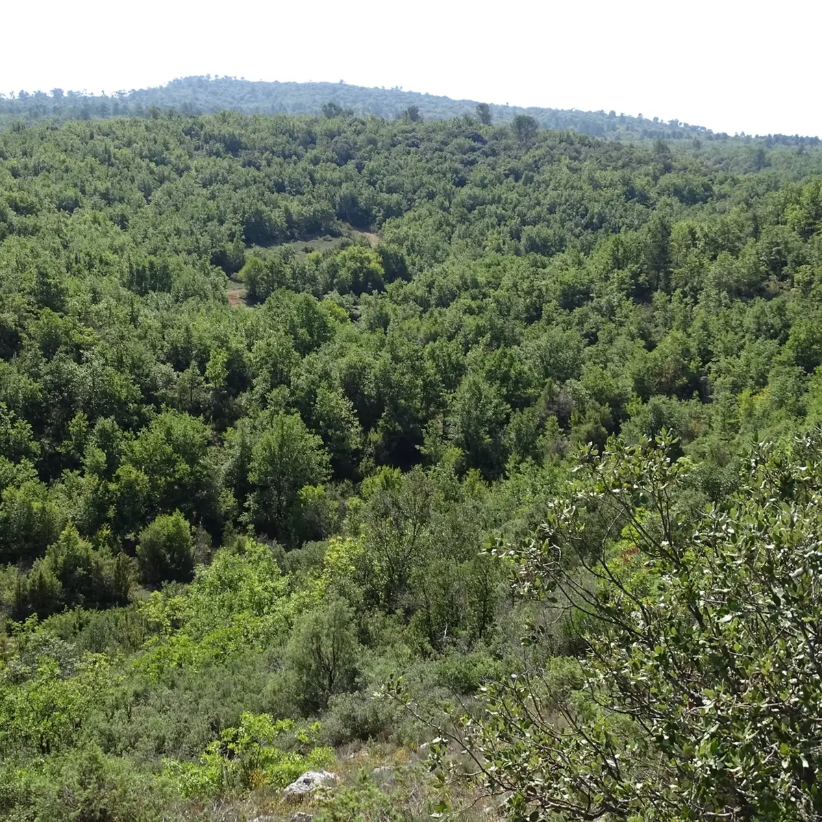 Panorama sur les collines arborées