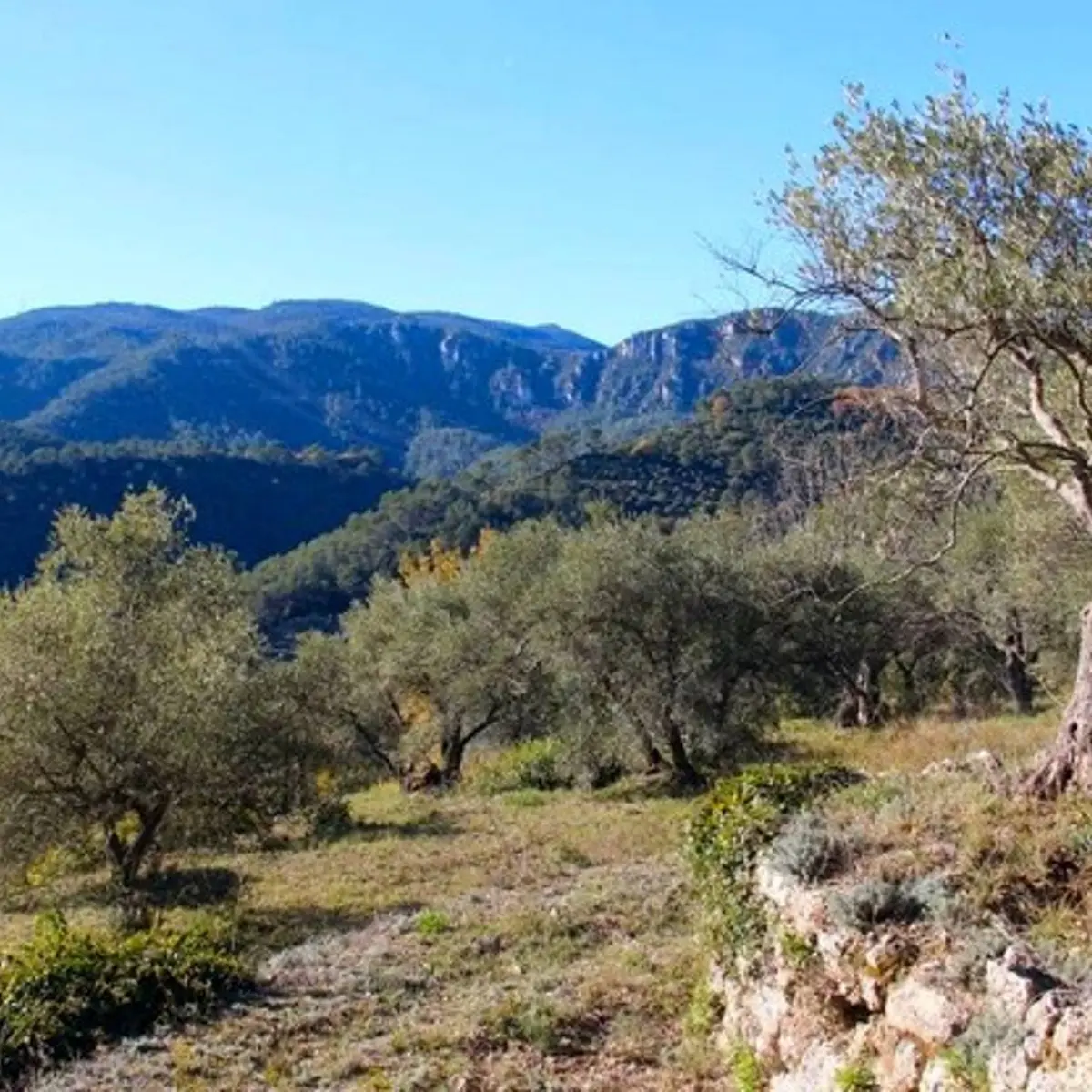 Oliveraie de Belgentier