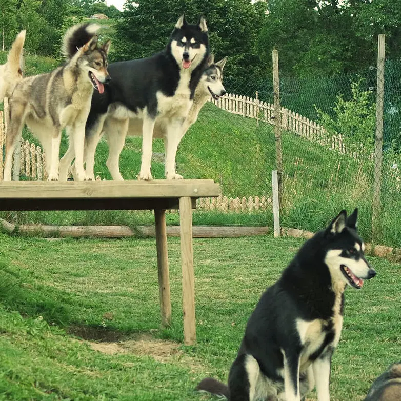 parc à chiens