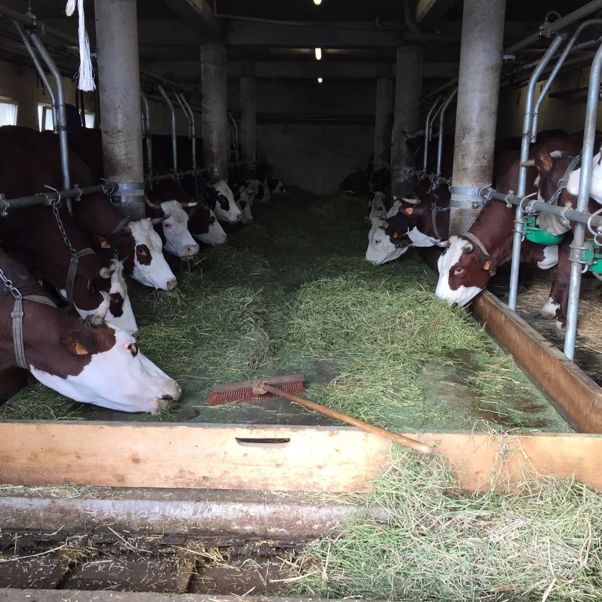 Vaches