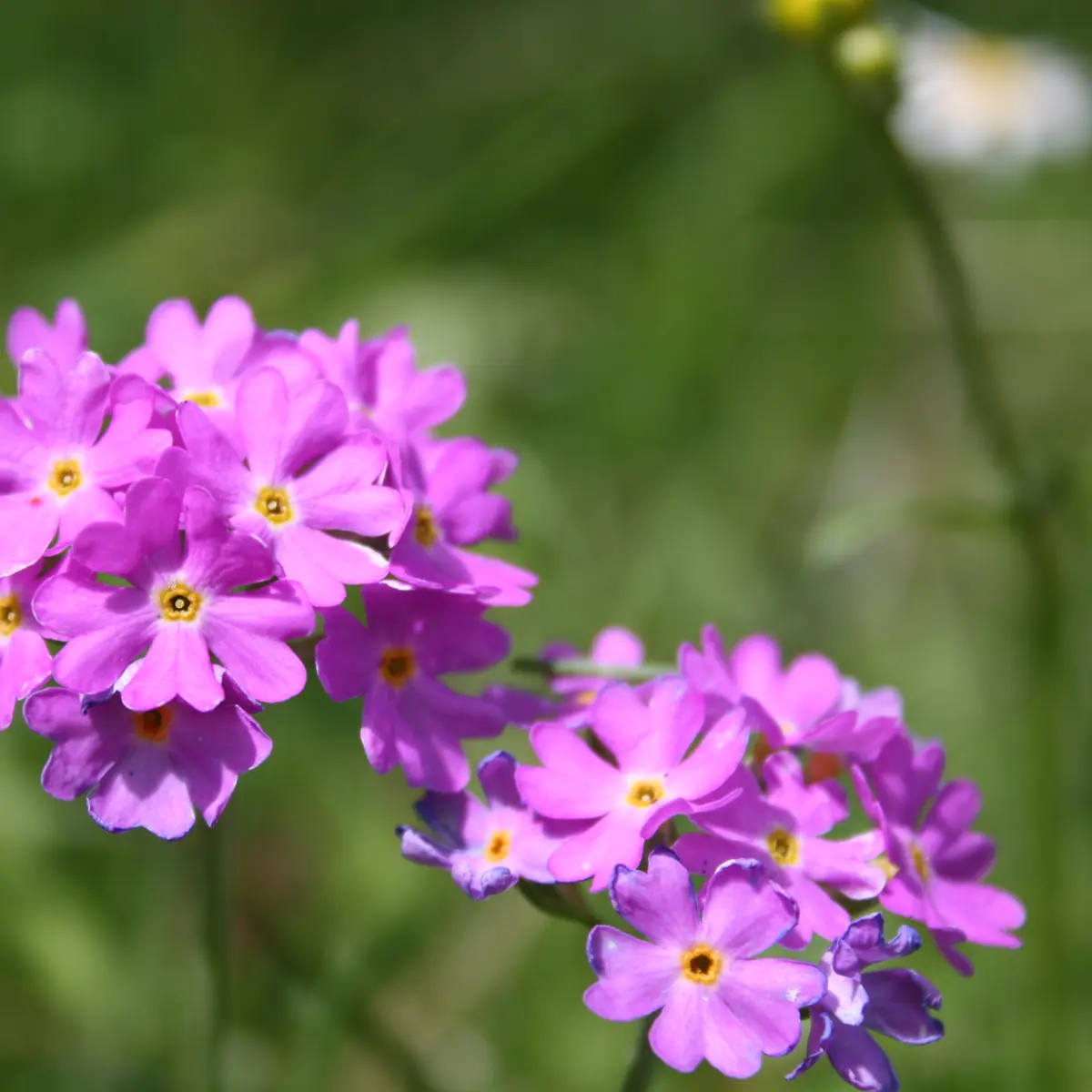 Primula farinosa