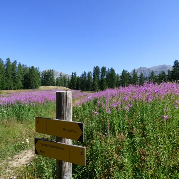 Sentier de la randonnée de Rochecline, passant au travers d'un champ de fleurs aboutissant à une forêt de conifères