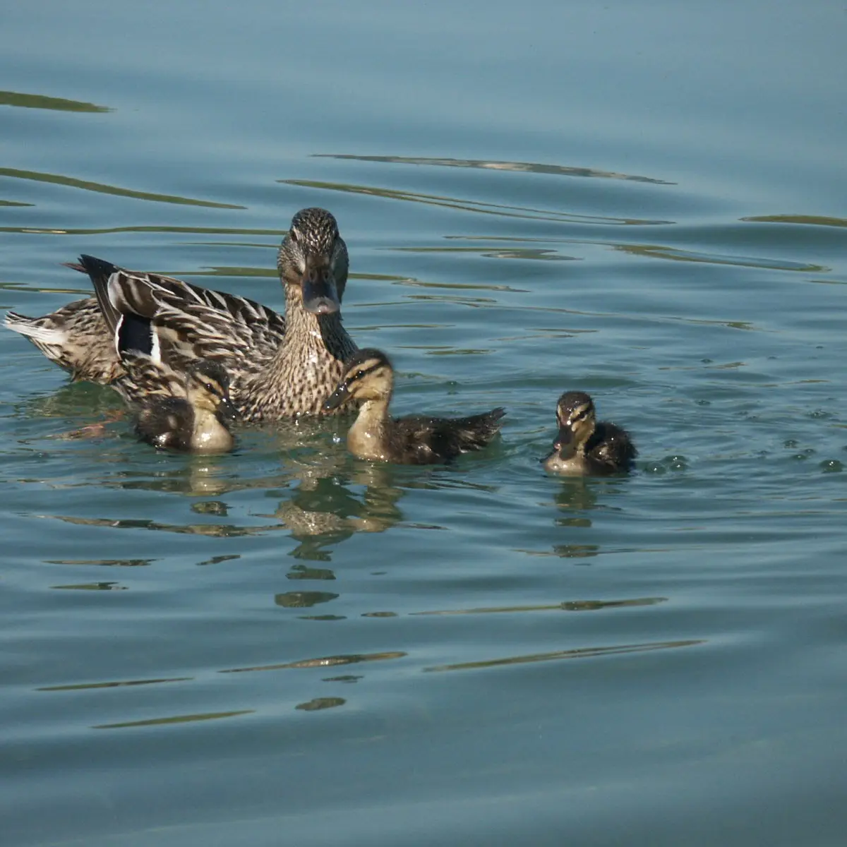 Canne et ses cannetons