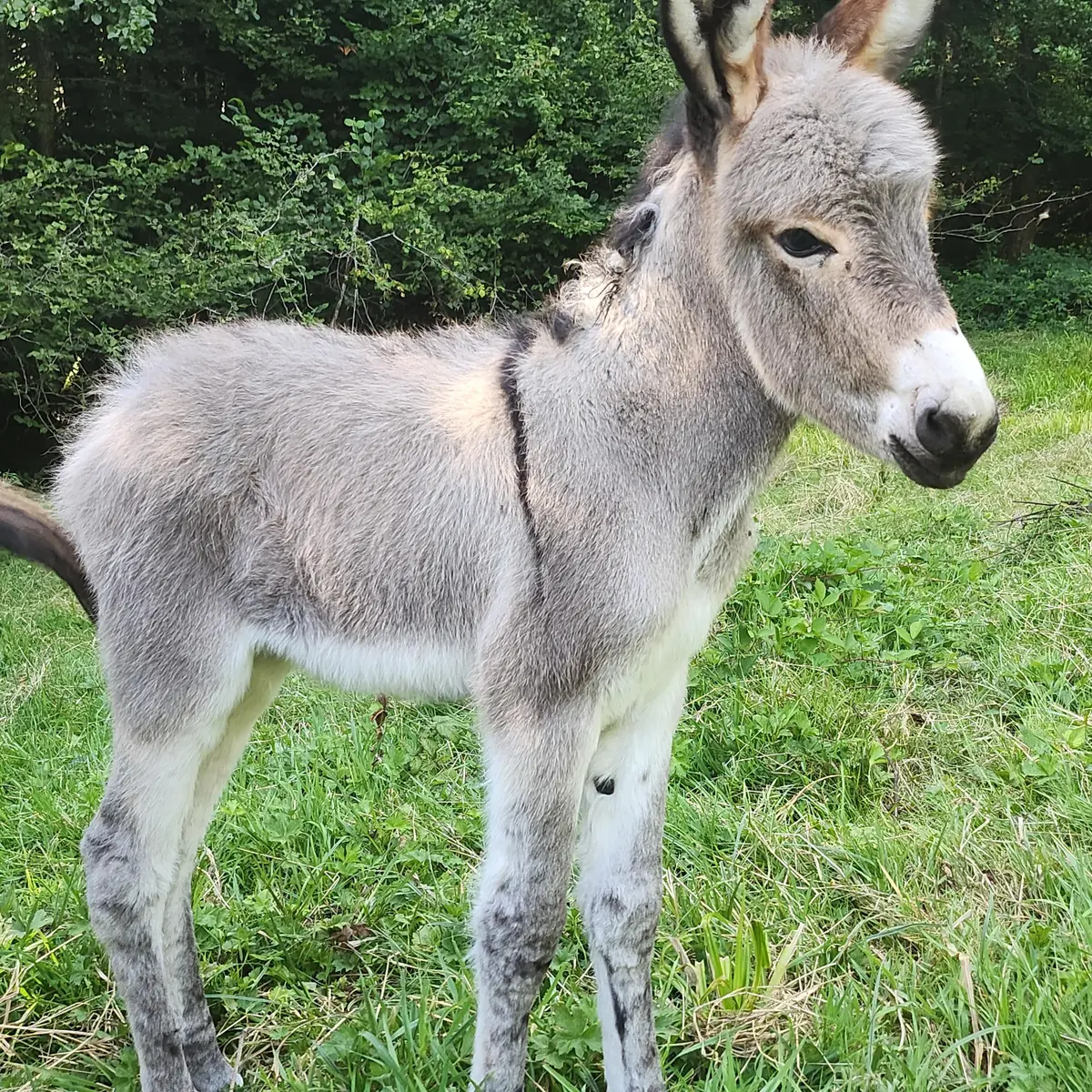 änon au Lait p'tits pieds