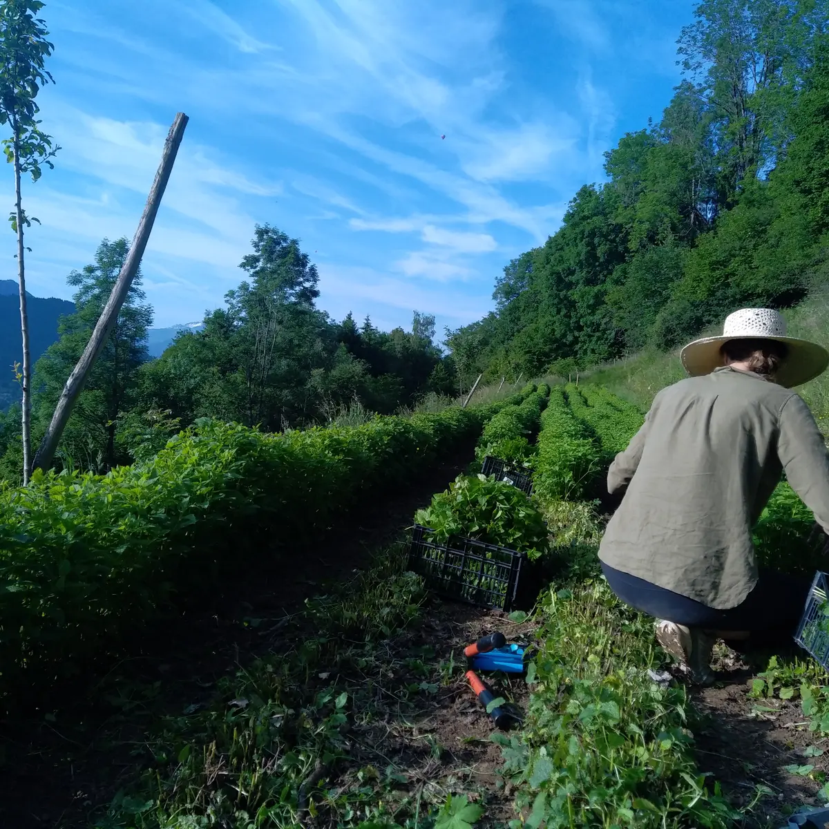 Récolte de plantes sauvages, aromatiques et médicinales à Alex et Thônes
