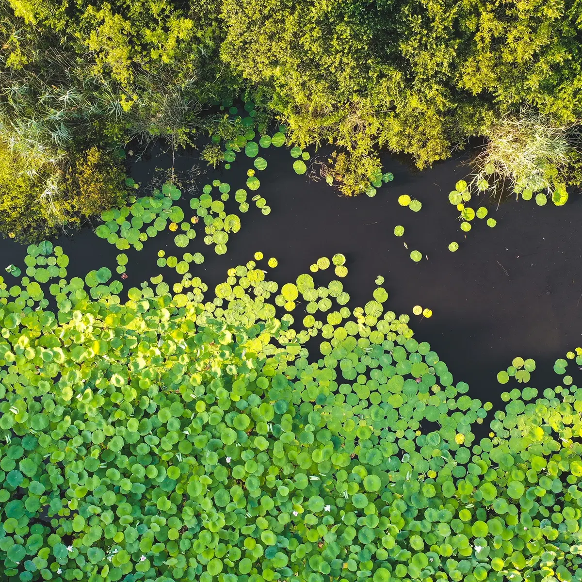 Vue aérienne de l'étang de Fontmerle à Mougins