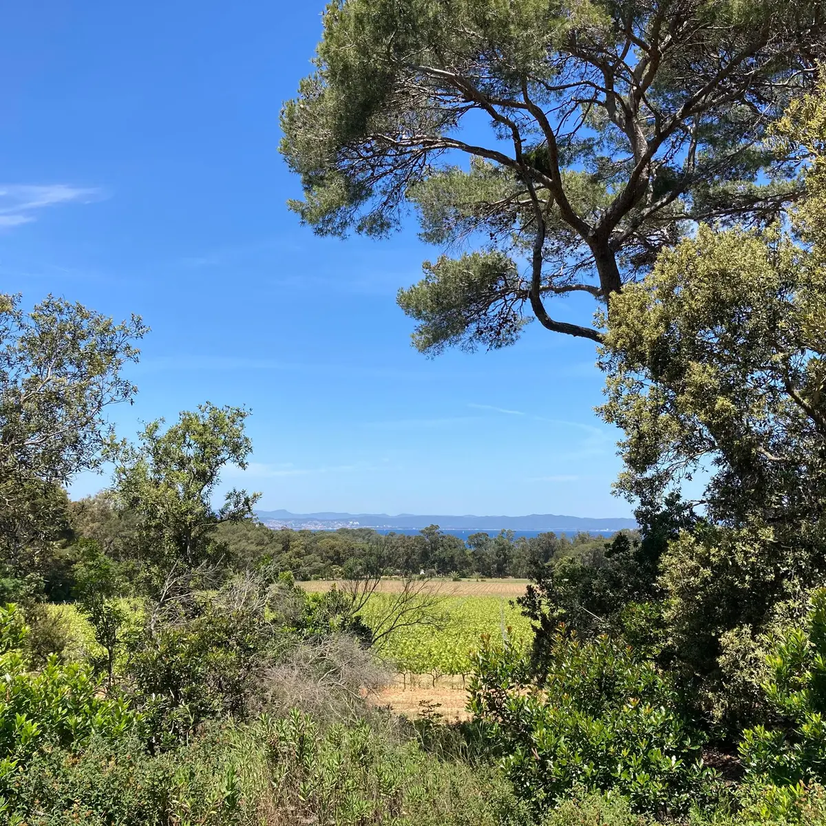 Vue depuis le sentier à Porquerolles