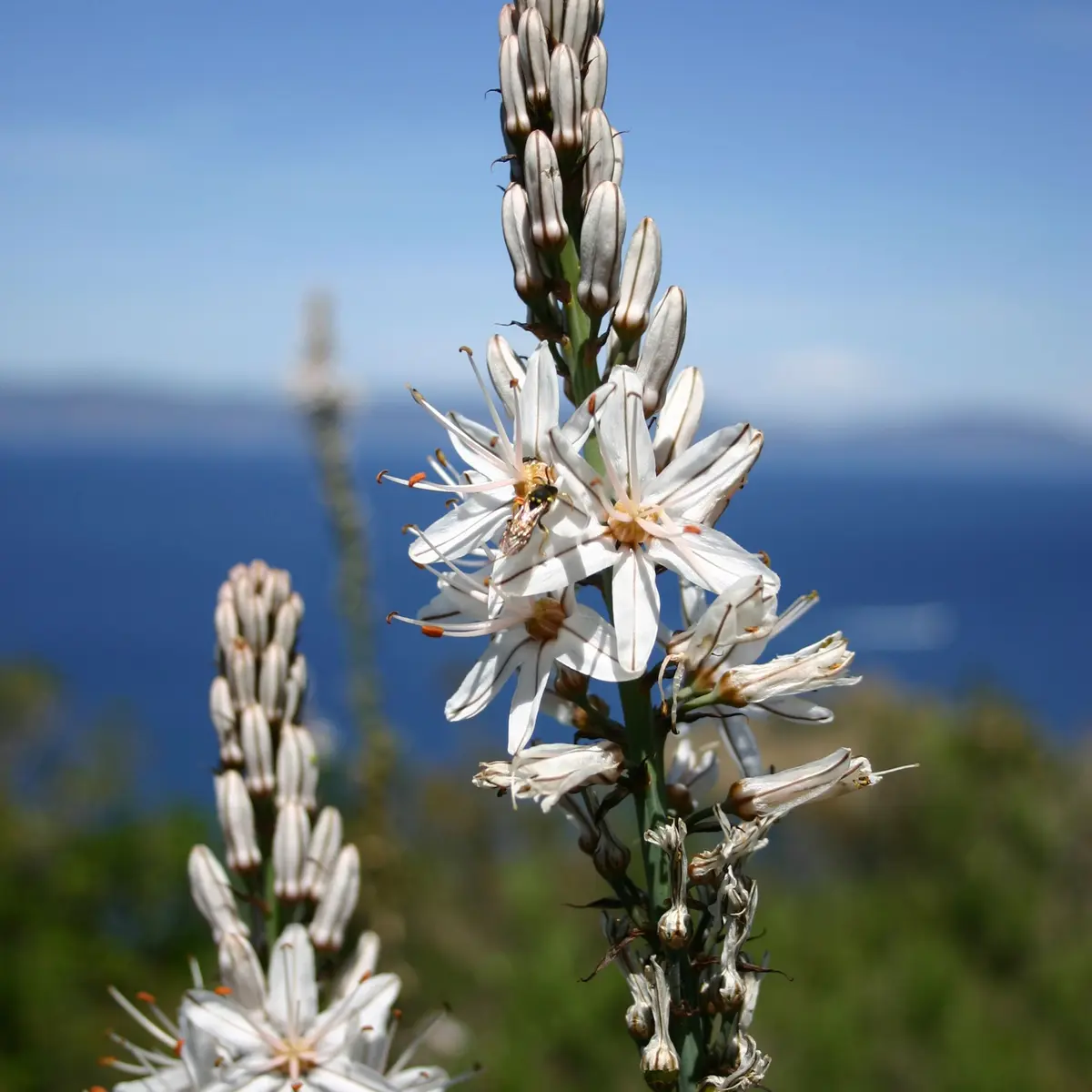 Asphodèle à gros fruits (Sentier des plantes)