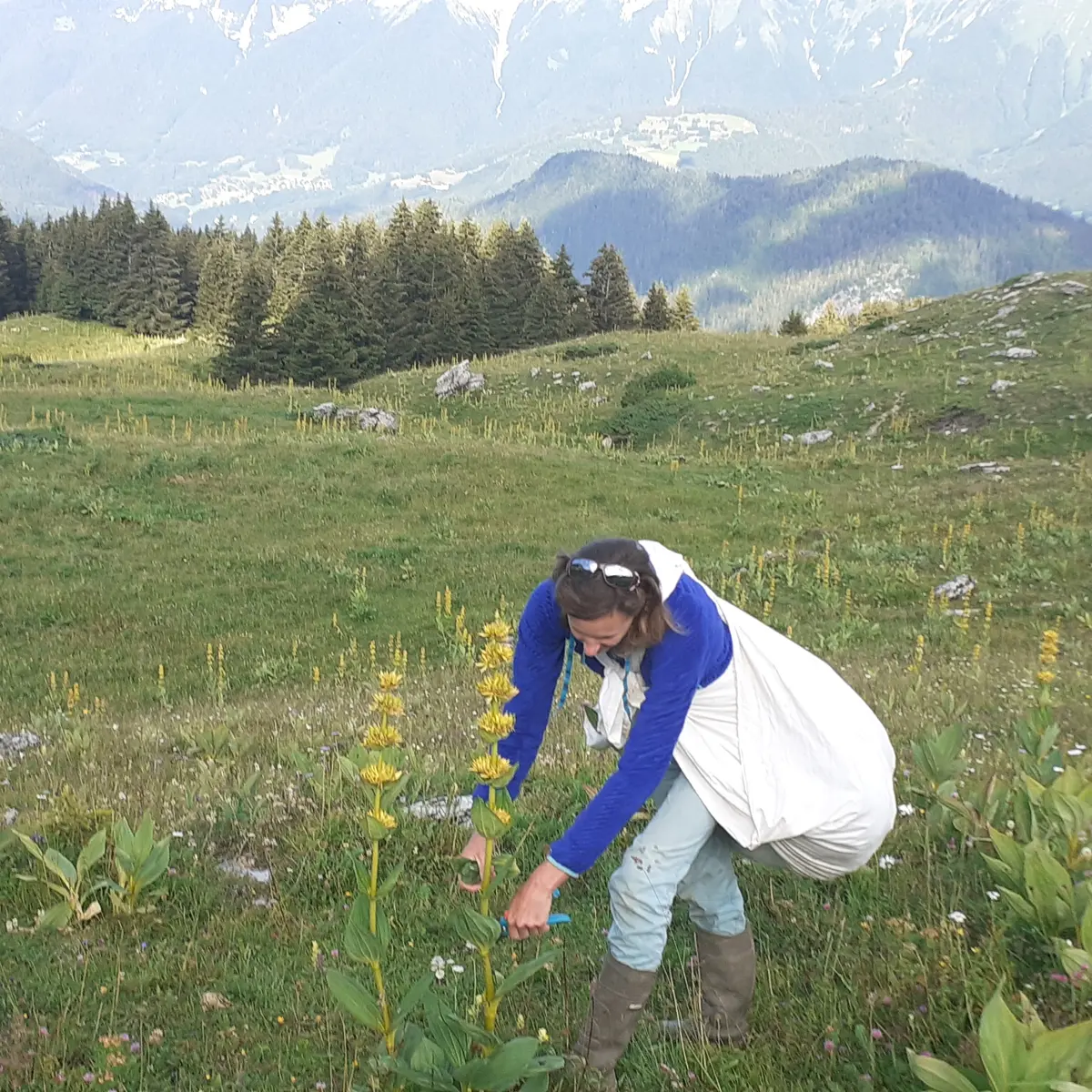Récolte de plantes sauvages, aromatiques et médicinales à Alex et Thônes