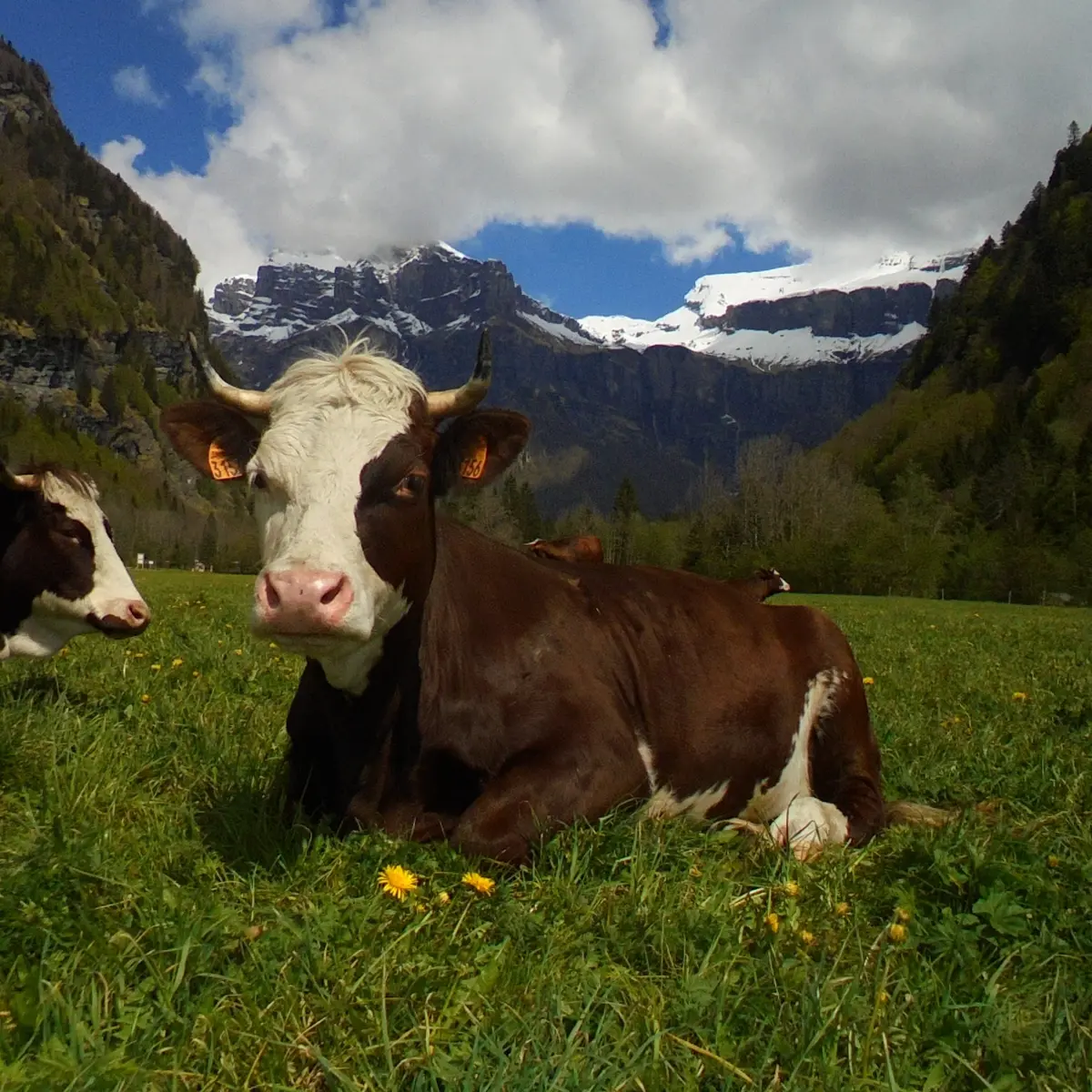 vache de la ferme