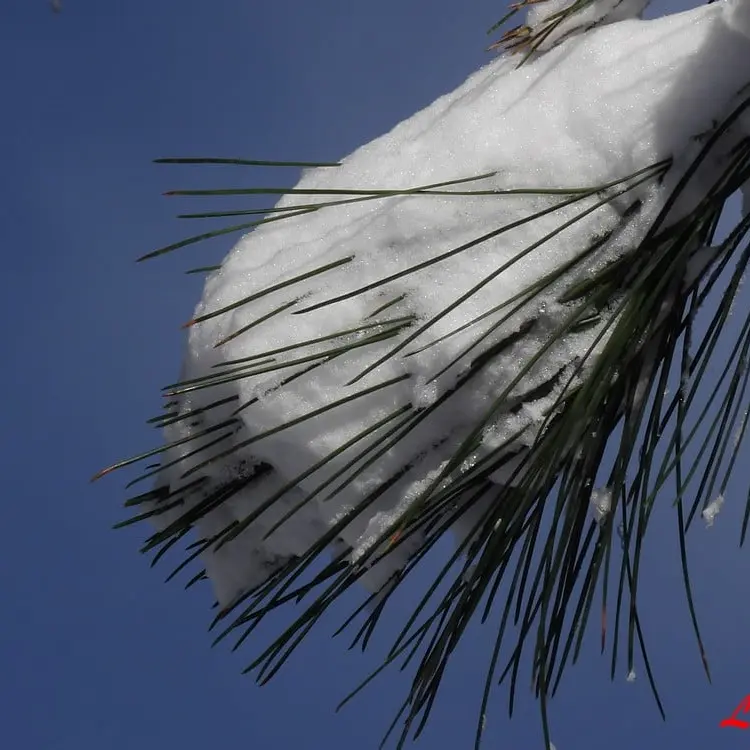 sorite pulka enfants