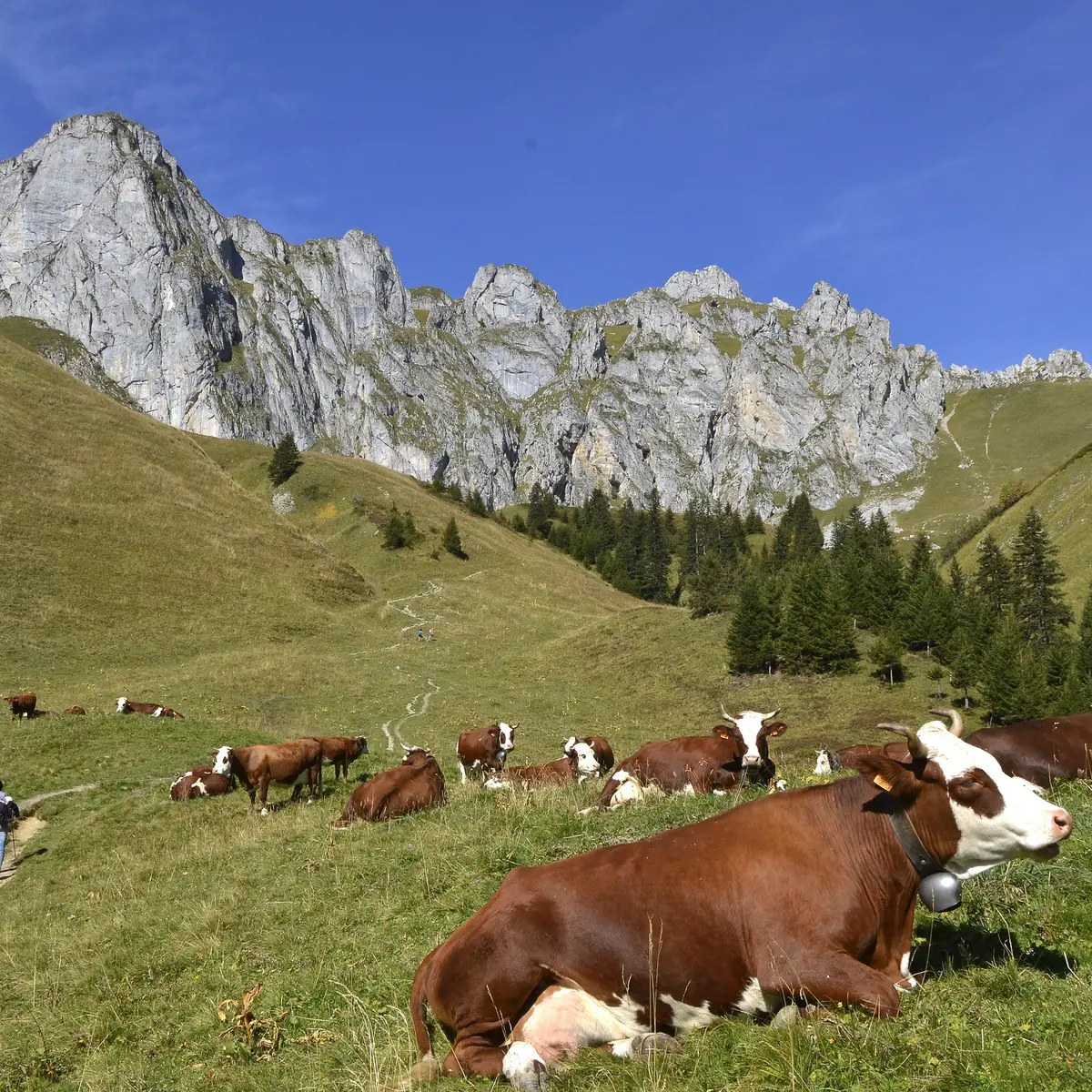 Vaches Abondance sur le sentier