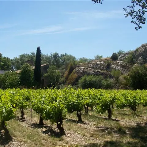 De la Venise Provençale aux vignobles de Châteauneuf du Pape