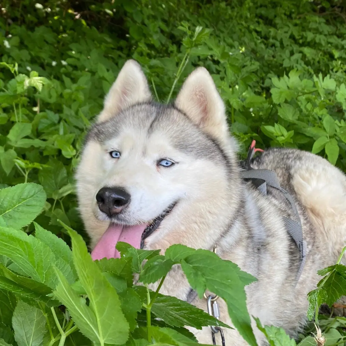 Les Ateliers du Parc Nordique