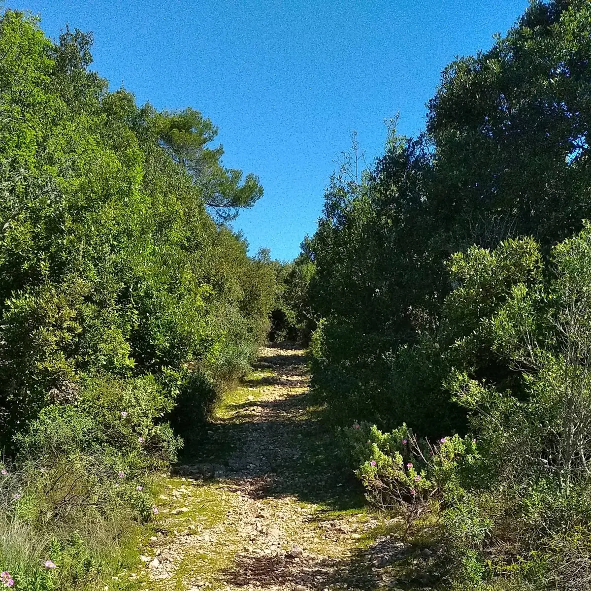 Vue sur le sentier entouré de part et d'autre d'essences d'arbres