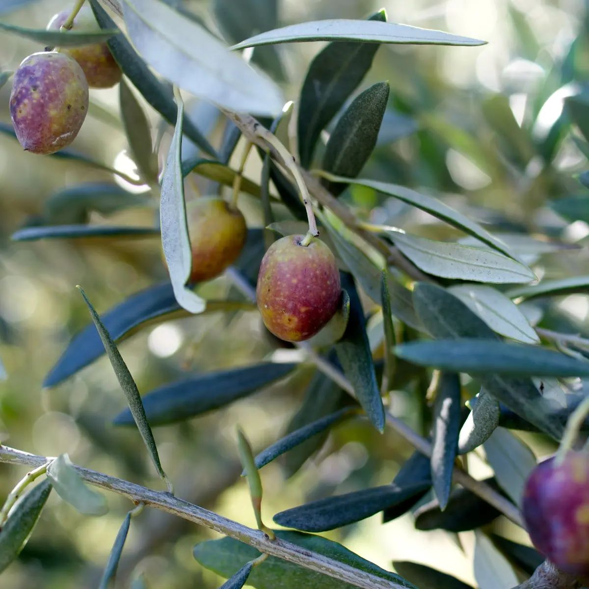 GILLET V. / Coll. ADT Vaucluse Tourisme