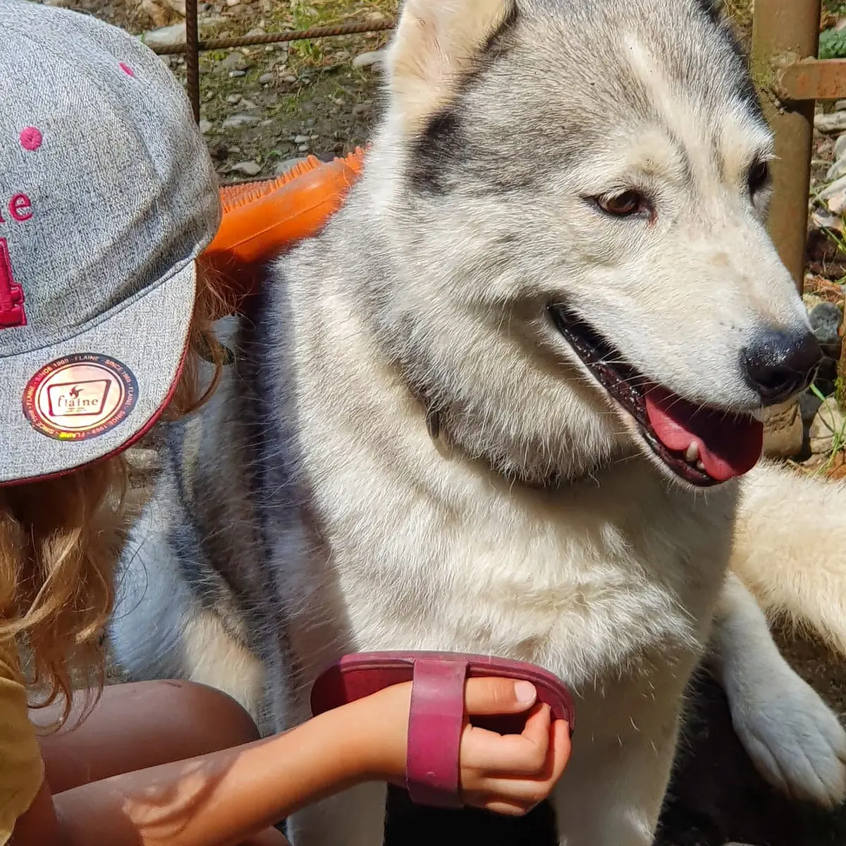 Les Ateliers du Parc Nordique - brossage des chiens