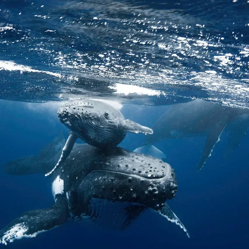 Moorea Moana Tours