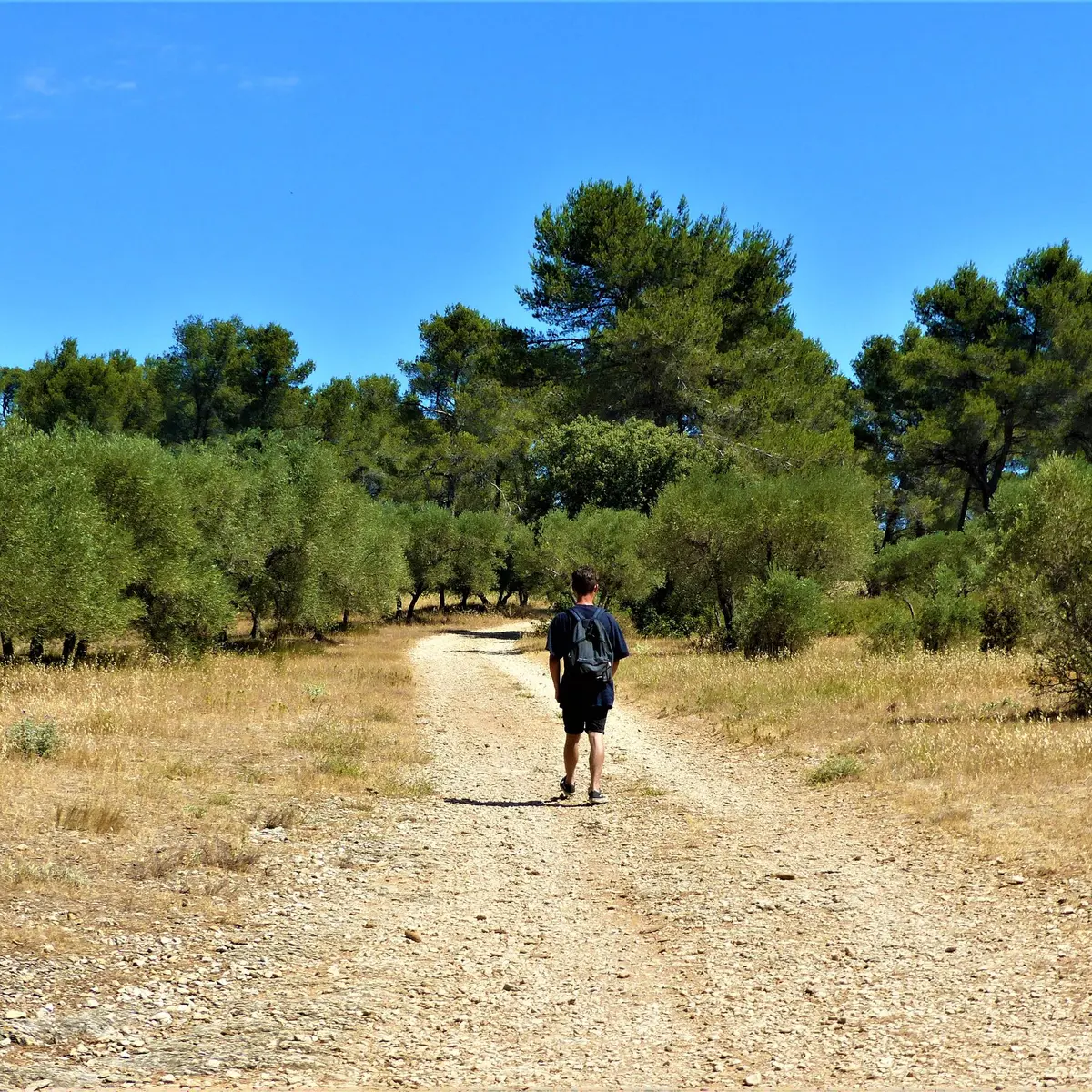 Au milieu des oliveraies