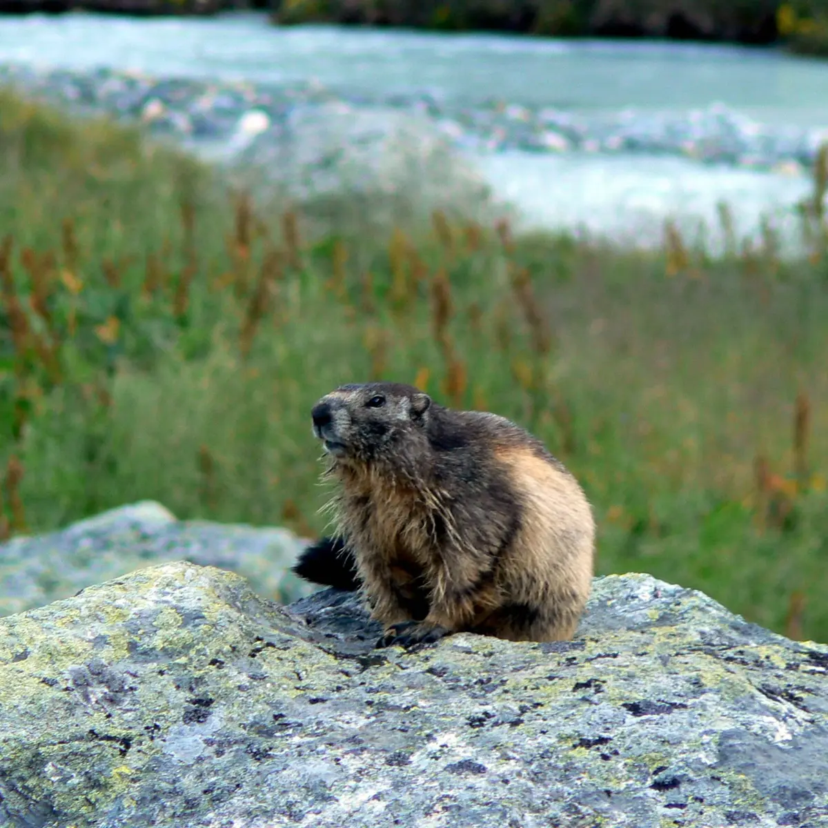 Marmotte