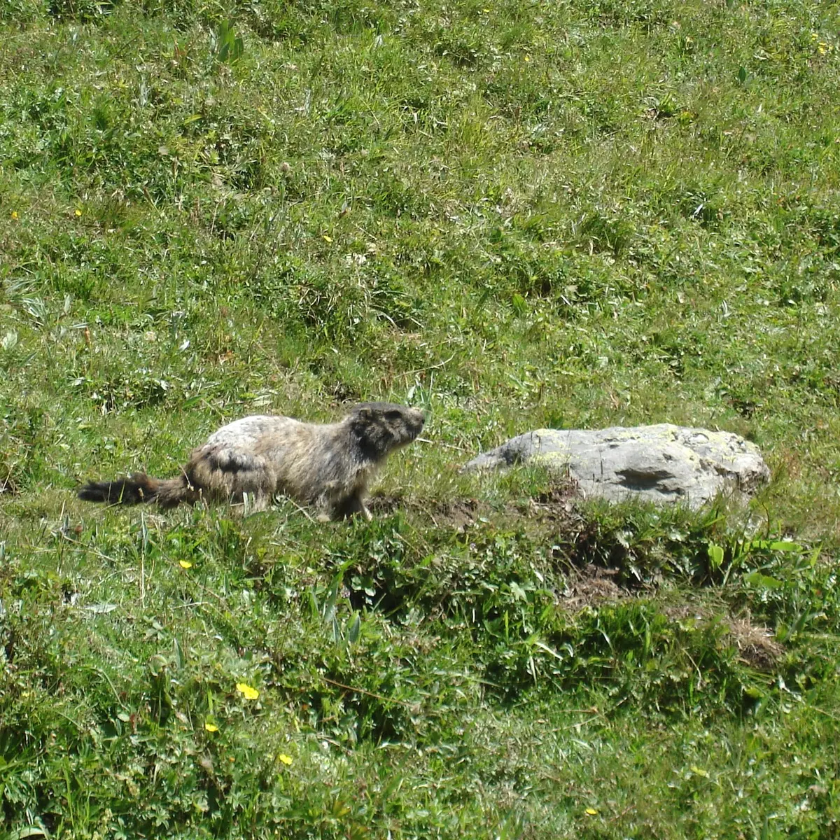 Marmotte