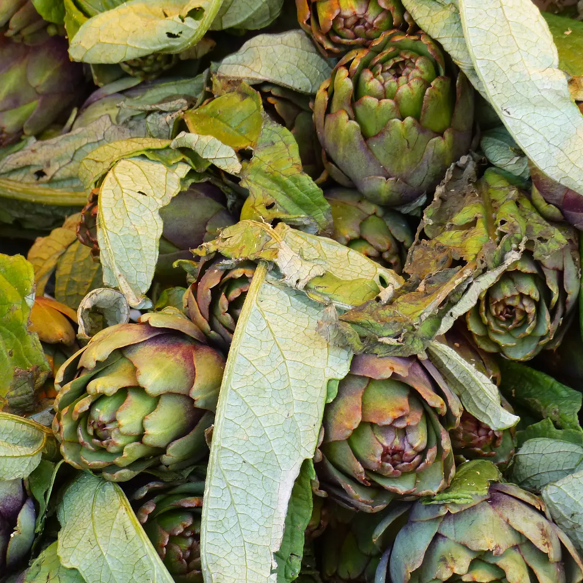 Marché de Capitou
